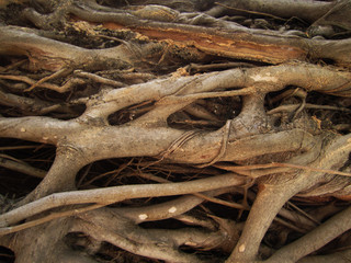 Tree Roots