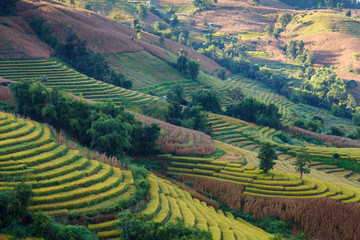 Obraz premium Green Terraced Rice Field in Chiangmai, Thailand.