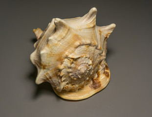 Sea shell
