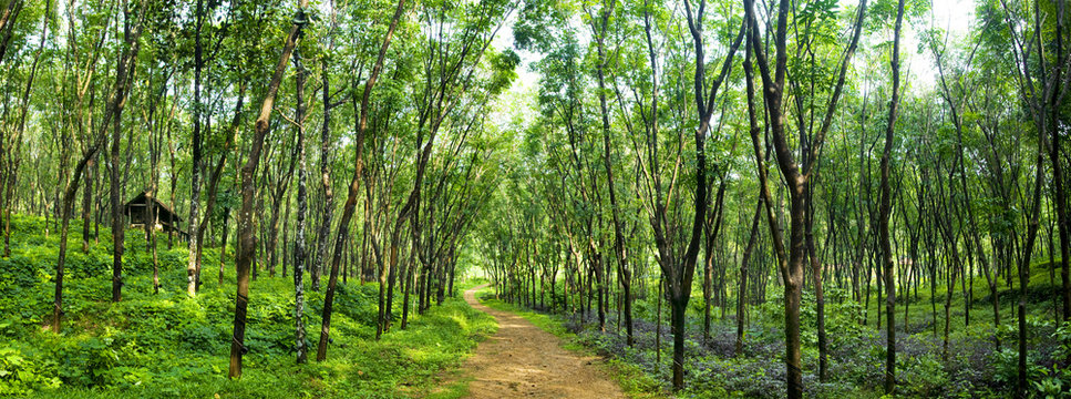 Enchanting Forest Lane in a Rubber Tree Plantation