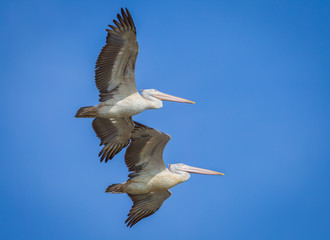 Spot-billed pelican(Pelecanus philippensis) in the sky