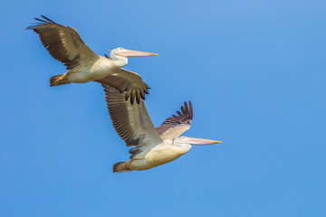 Fototapeta na wymiar Couple of Spot-billed pelican(Pelecanus philippensis)