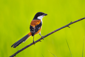 Beautiful backside of  Long-tailed Shrike (Lanius schach)