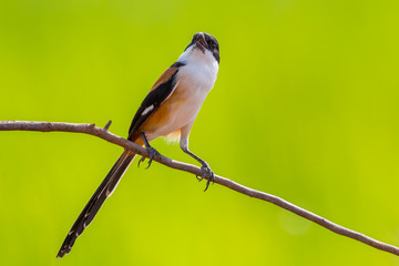 Beautiful frontside of Long-tailed Shrike (Lanius schach)