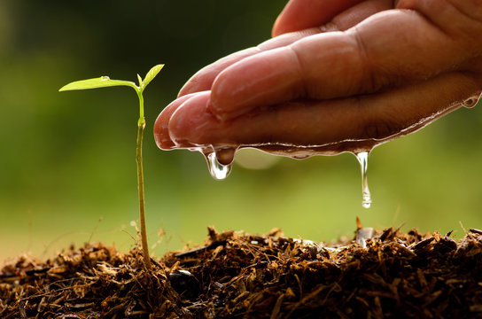 Seeding,Seedling,Male Hand Watering Young Tree