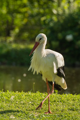 Stork