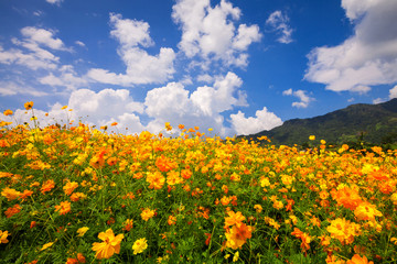 Spring flower and blue sky