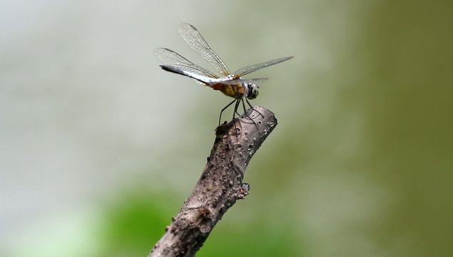 Dragonfly perched on twigs in the water