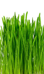 Fototapeta na wymiar fresh wet green grass over white