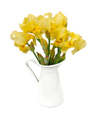 yellow iris isolated on white background