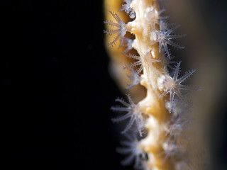 Yellow sea fan polyps (Lophogorgia vimnalis)