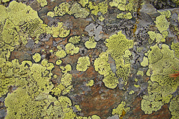 Lichen carte-géographique (rhizocarpon geographicum)