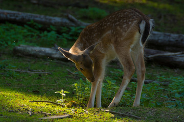 Fallow deer