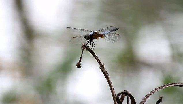 Dragonfly perched on twigs in the water