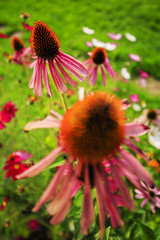 Purple Coneflowers (Echinacea)