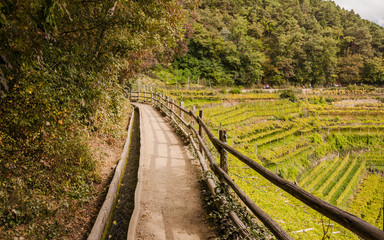 Algund, Algunder Waalweg, Weinberge, Rebstock, Herbst, Italien