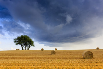 Fototapeta premium Field of hay, bales