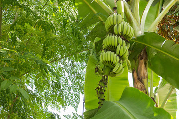 Obraz premium unripe banana fruit