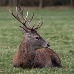 Naklejka na ściany i meble Royal red deer stag