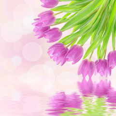 Obraz na płótnie Canvas Tulip flowers on the white