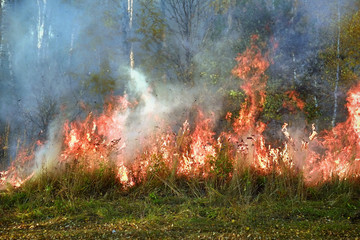 Fire in the birch forest