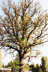 old symmetrical oak-tree in full bloom