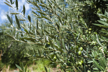 Olive tree branch with ripe green olives. Croatia.