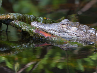 Baby Crocodile in the Everglades