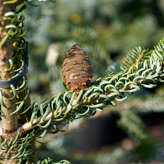 Abies koreana Silberlocke - Korean fir cone