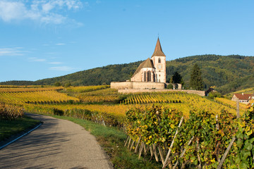 Eglise fortifiée en Alsace dans les vignes en Automne - obrazy, fototapety, plakaty