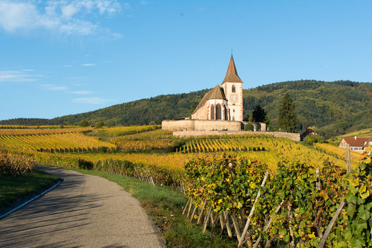 Eglise fortifi&eacute;e en Alsace dans les vignes en Automne