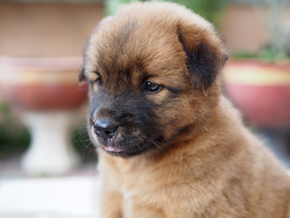 Thai hybrids brown puppy dog