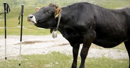 Curious Cow Mountains