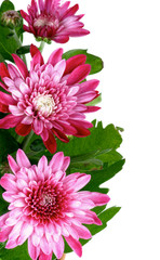 Pink Chrysanthemum