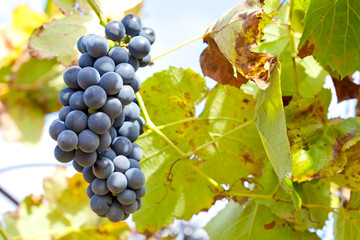 Red Grapes