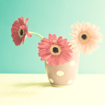 Fototapeta Gerbera flowers in a polka dots cup over turquoise background