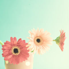 Gerbera flowers in a polka dots cup over turquoise background