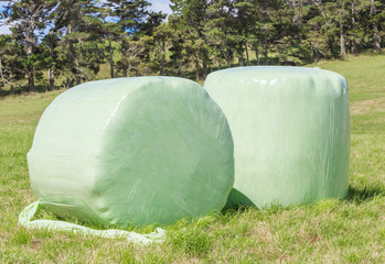 Bales of green crop silage, wrapped up in white plastic for stor