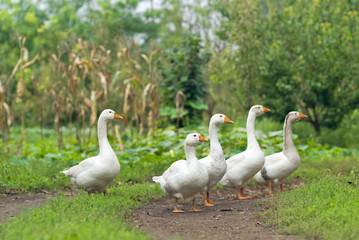 Flock of white domestic geese