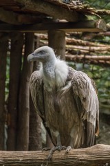 Griffon Vulture