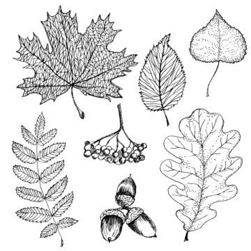 Vector set of autumn leafs illustration.