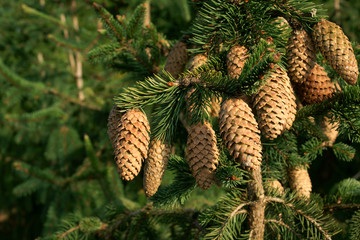 Picea abies Acrocona - autumn spruce cones - obrazy, fototapety, plakaty
