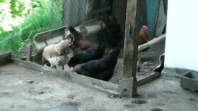 the stall, beautiful chickens together dig in the sand