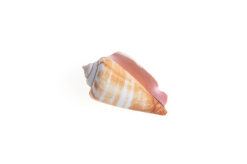 sea shell