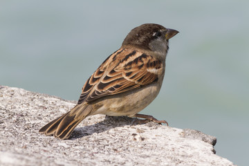 bird on lake