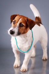 Jack Russell Terrier dog