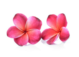 Frangipani flower isolated on white background