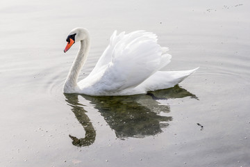 Cygne au grand large