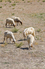 Sheep grazing.