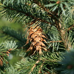 Pseudotsuga menziesii var. glauca - Douglas fir cone
